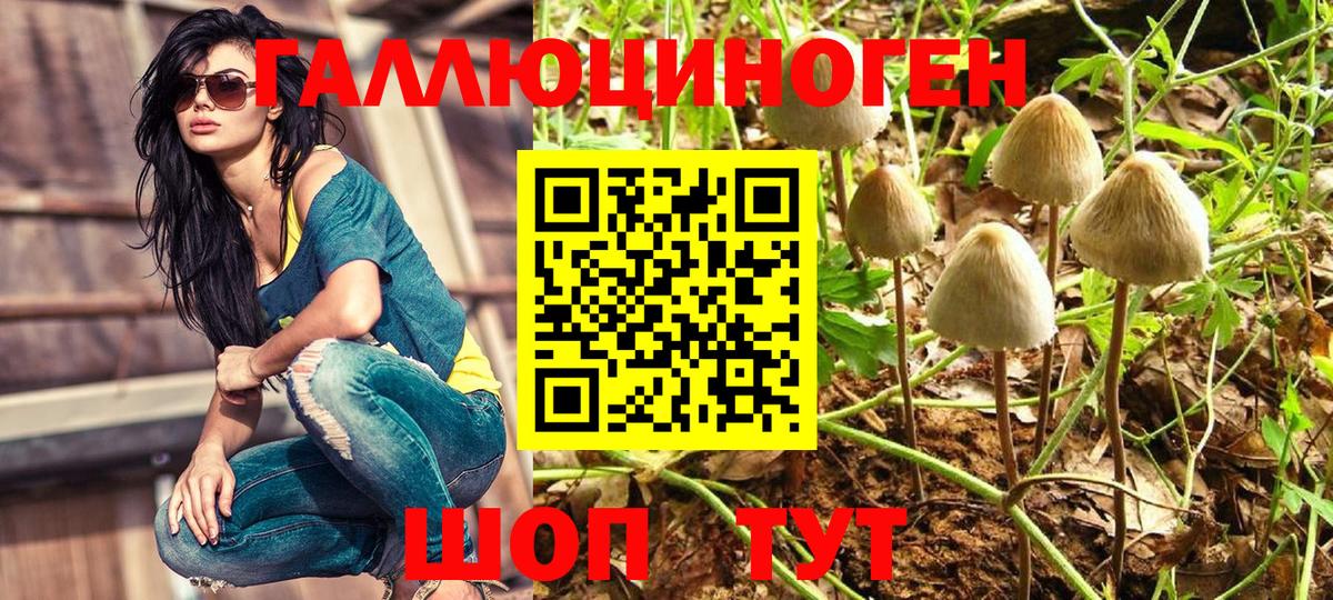 Псилоцибиновые грибы Cubensis  Вход с VPN  Дедовск 